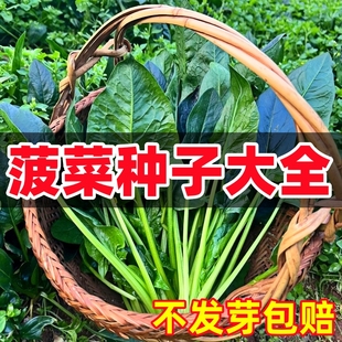 大叶菠菜种子大全四季耐寒可越冬本地小叶菠菜籽种秋冬季蔬菜种孑