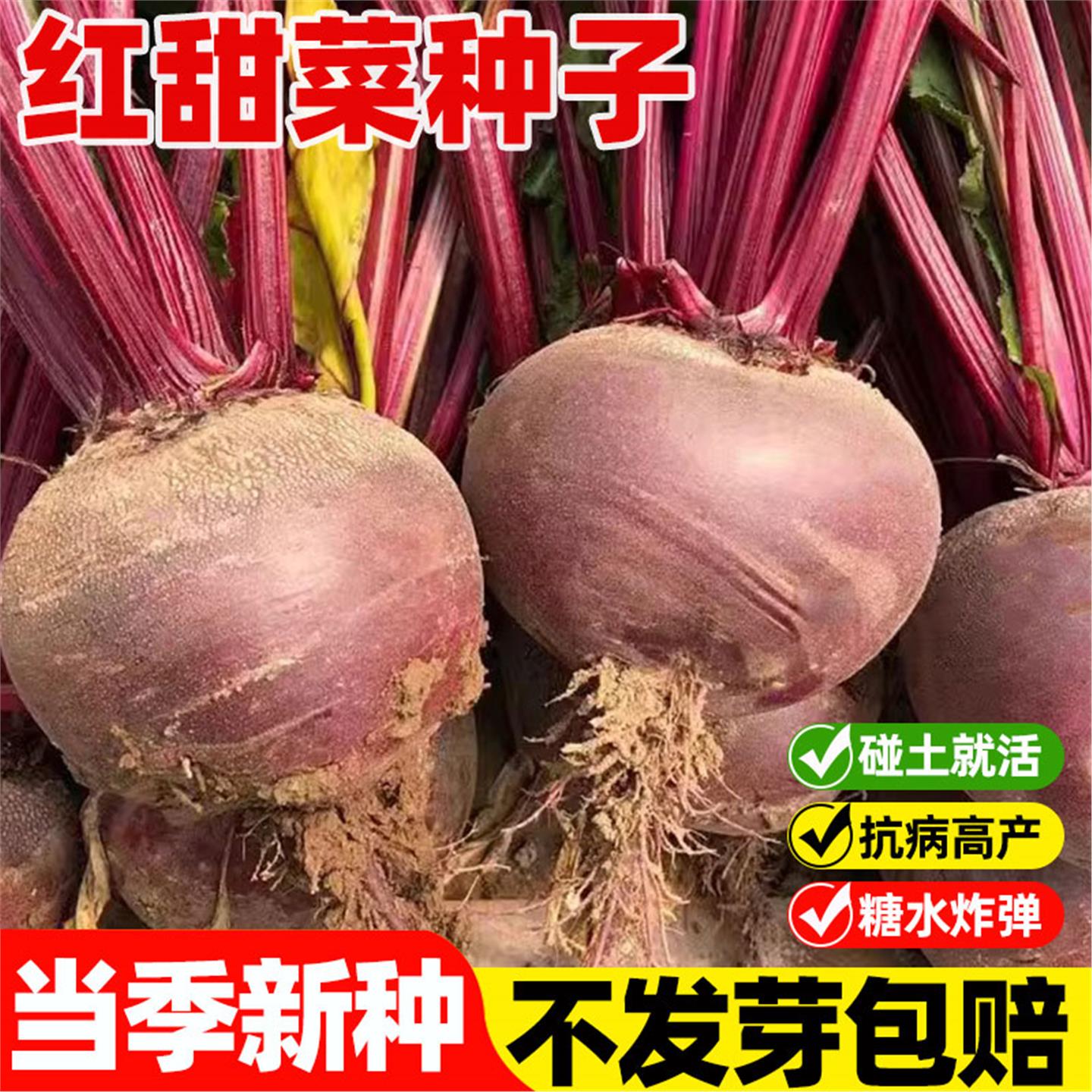 正品原包装红甜菜根种子紫菜头种