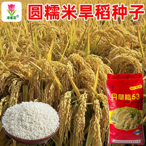 国审正品糯米旱稻种子丹旱稻53