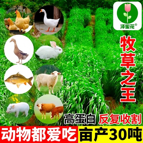 厂家批发四季牧草黑麦草种子批发