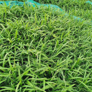 狗尾巴草种狗尾草籽多年生耐旱草种护坡杂草园林绿化观赏草种