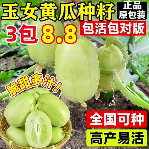 迷你玉女黄瓜种正品原包装新种子