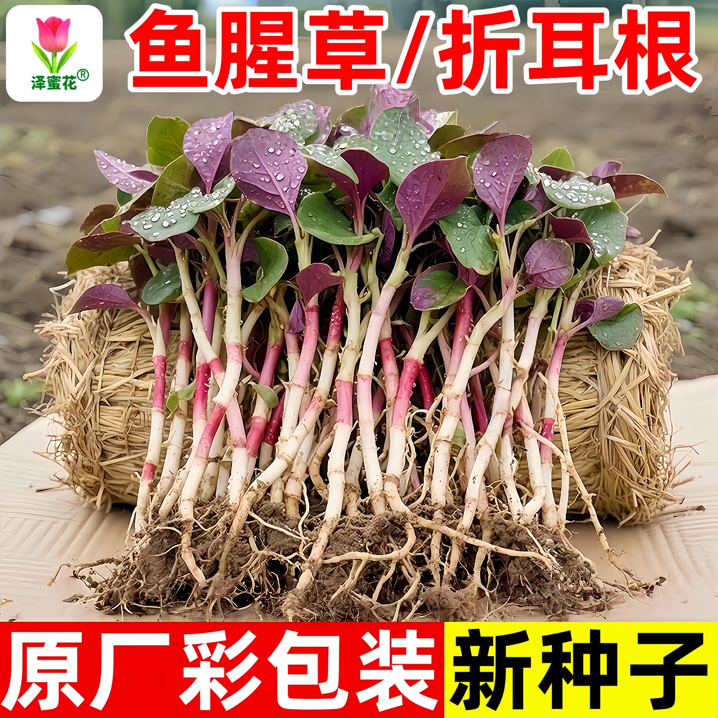 鱼腥草种子阳台盆栽地栽云南贵州四川农家老品种野菜种折耳根种籽
