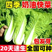 奶油快菜种子四季 播种速生白菜种籽大全耐热耐寒小青菜籽蔬菜种子