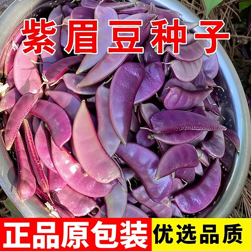 紫眉豆种子高产早熟正品原包装