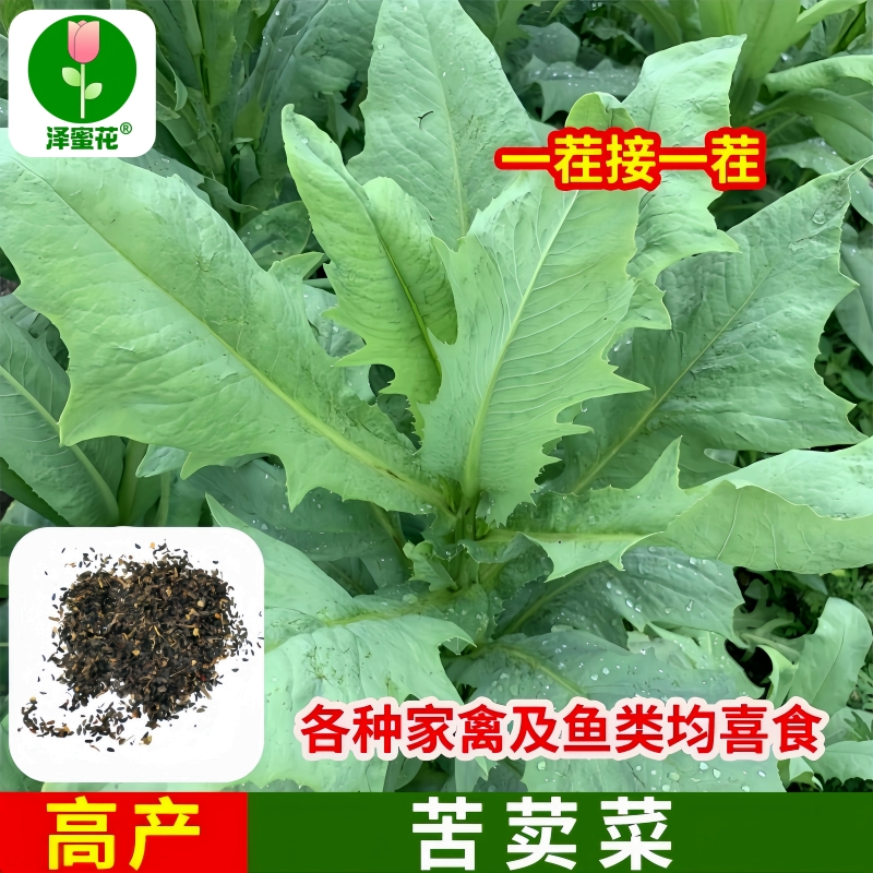 农家苦麦菜种子厂家批发量大优惠