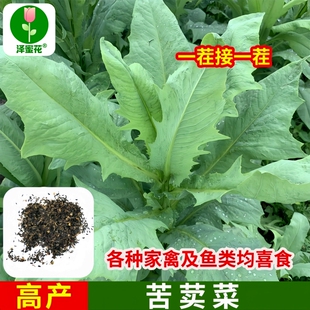 农家苦麦菜苦麻菜种子种鸡鸭鹅鱼猪四季耐热良种苦唛苦荬养鹅牧草
