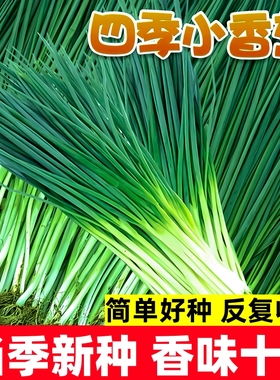 小香葱种籽四季易活红葱头种子红根火葱头小葱苗阳台盆栽蔬菜种孑