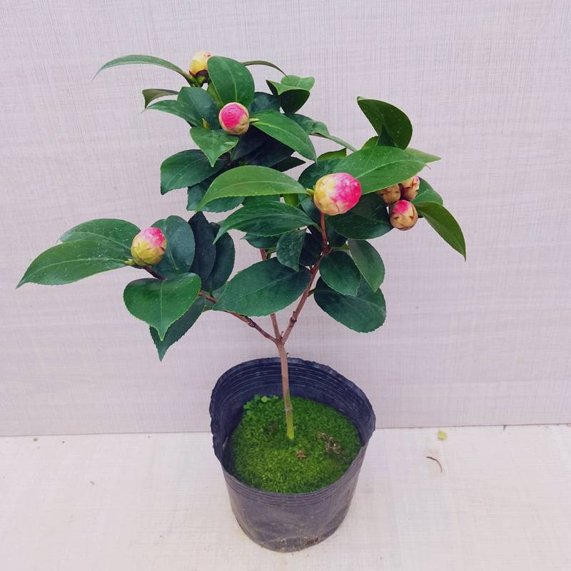 十八学士茶花盆栽白底粉色带花苞室内花卉山茶树四季阳台庭院绿植