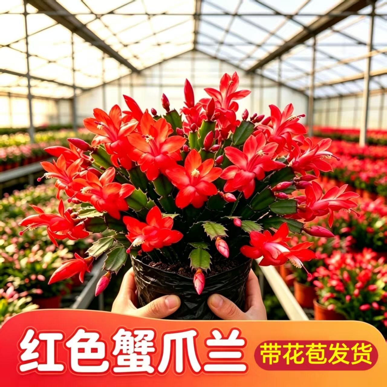 红色蟹爪兰盆栽带苞好养年宵花