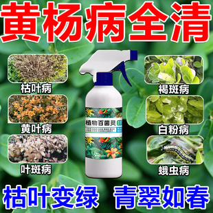 黄杨枯萎病专用肥黄杨树防黄叶枯萎叶斑病炭疽病白粉病专用营养液