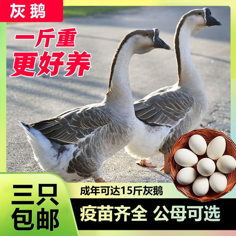 正宗灰鹅苗雁鹅马岗鹅苗纯种大种幼苗特大高产灰色农村散养鹅幼苗