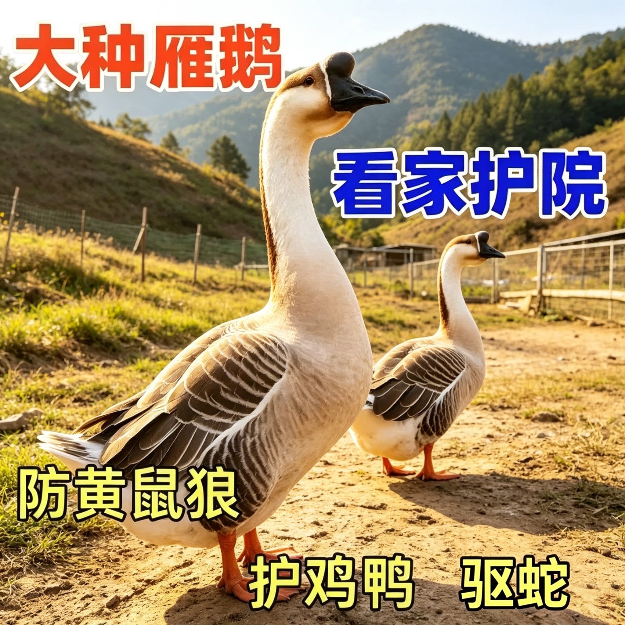 正宗大种雁鹅灰鹅活苗脱温鹅苗纯特种畜禽种苗
