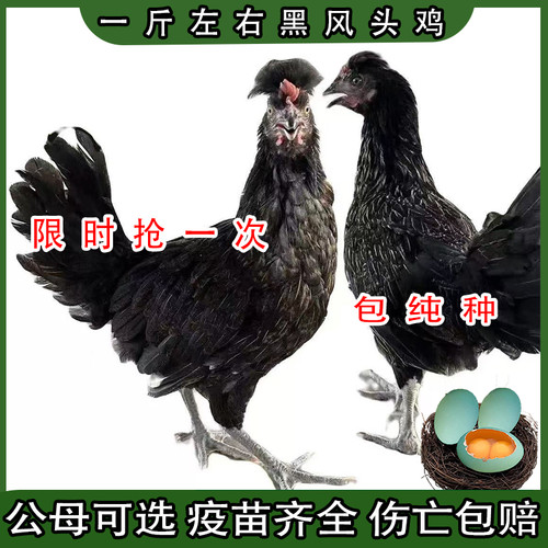 一斤纯种黑凤鸡正宗凤头鸡绿壳蛋鸡五黑鸡乌骨鸡脱温苗高产蛋土鸡