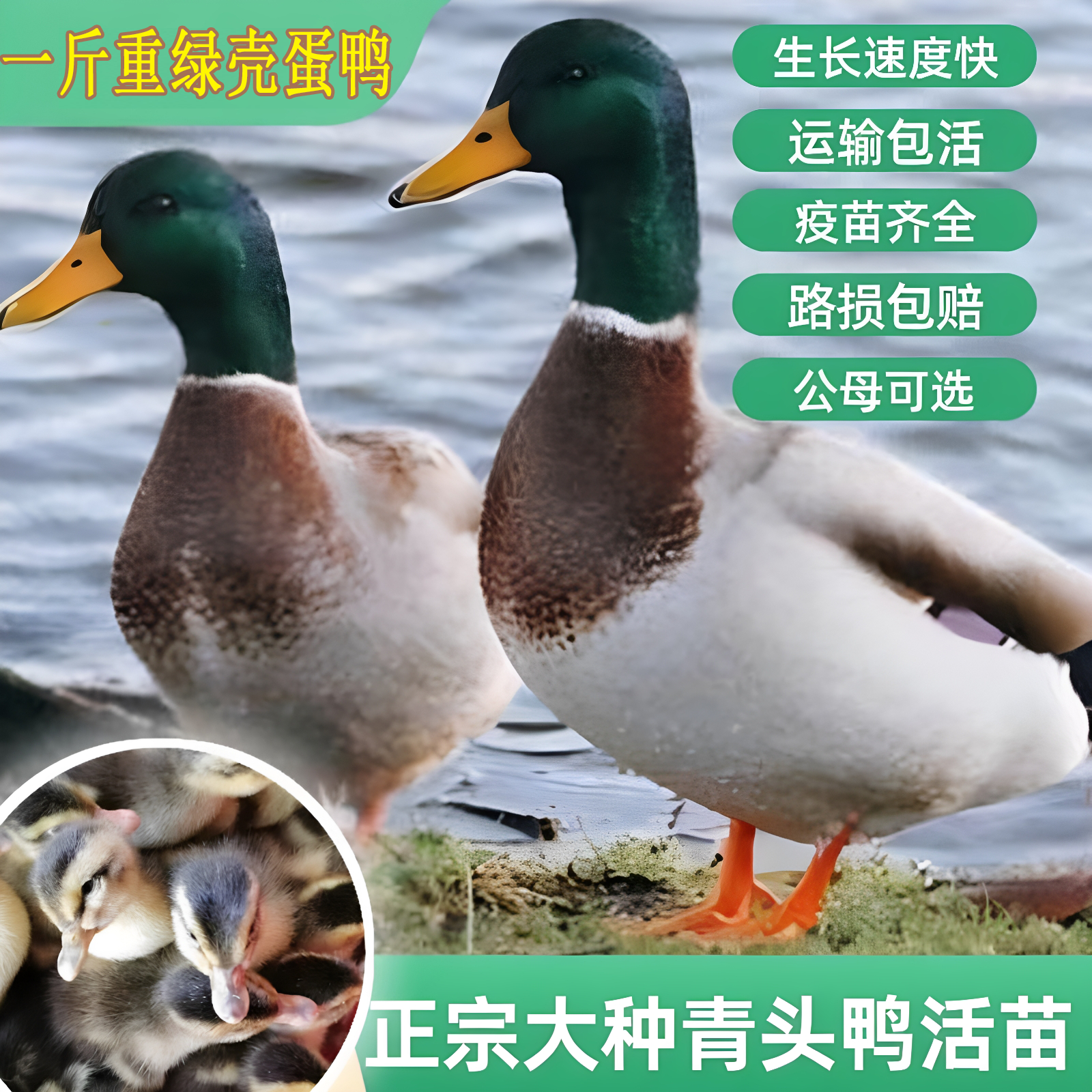 高产绿壳蛋鸭活苗青头鸭活体鸭子特种畜禽种苗