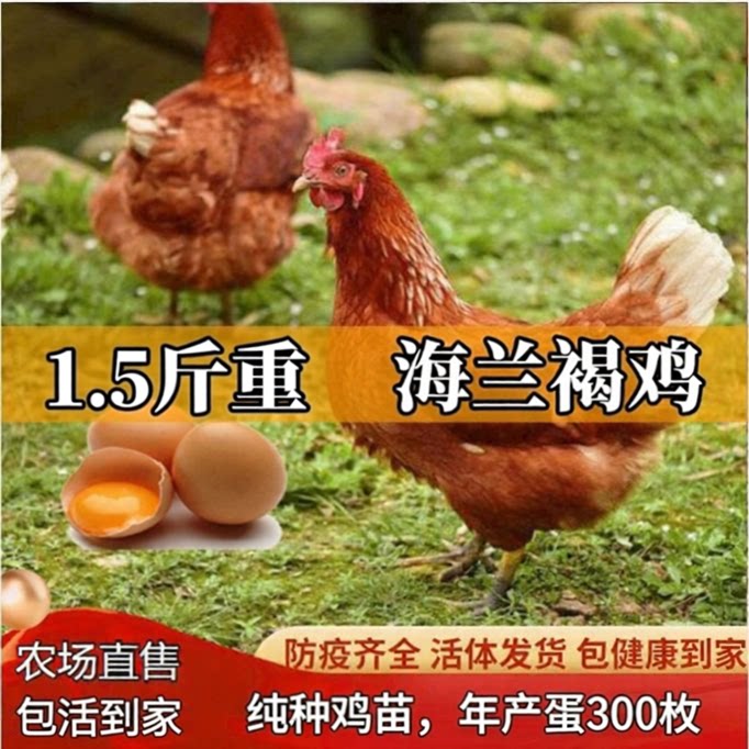 正宗1.5斤重海兰褐双黄蛋产蛋特种畜禽种苗
