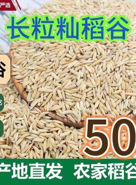 新稻谷1斤5-100斤稻子稻谷喂鸡稻谷鸭鹅鸽鸟仓鼠宠物饲料批发开票