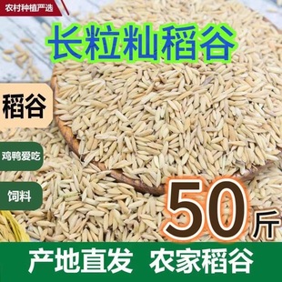 新稻谷1斤5-100斤稻子稻谷喂鸡稻谷鸭鹅鸽鸟仓鼠宠物饲料批发开票