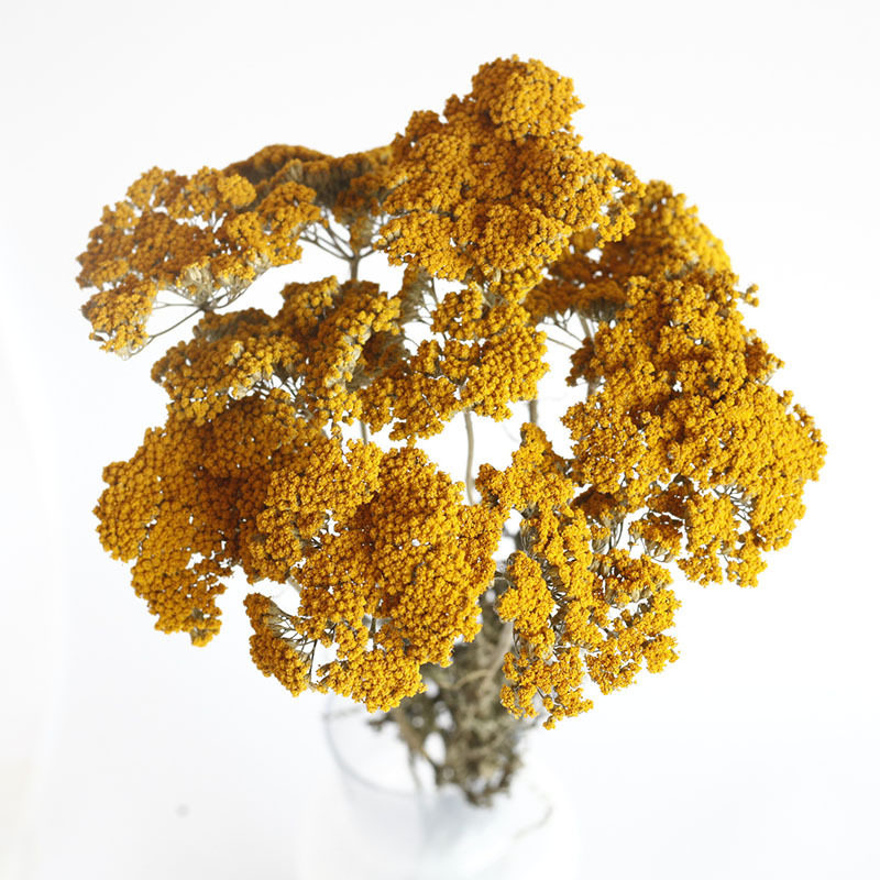 大香菊干花 陌上雪干花 永生花束DIY干花材料香薰蜡烛装饰七夕节