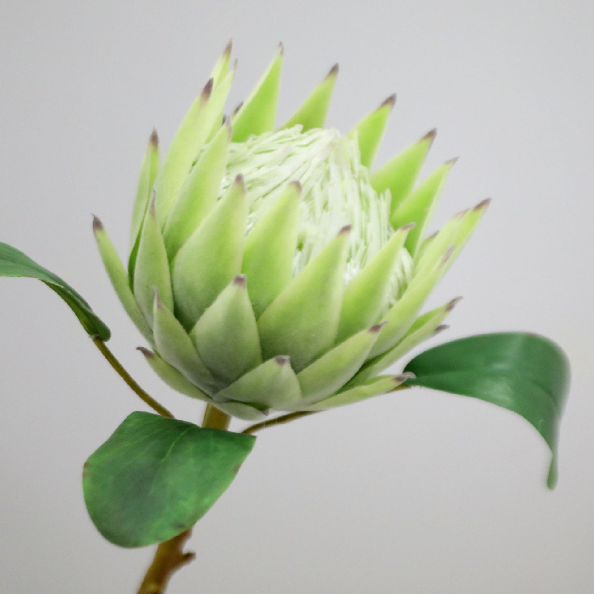 仿真花单支大帝王花霸植