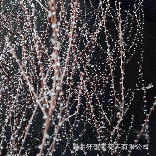 狂想者干花云南工厂雪树