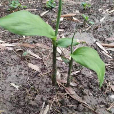 白阳荷种根阳荷姜苗 蘘荷种苗 洋合阳藿茗荷种根下原阳荷包邮