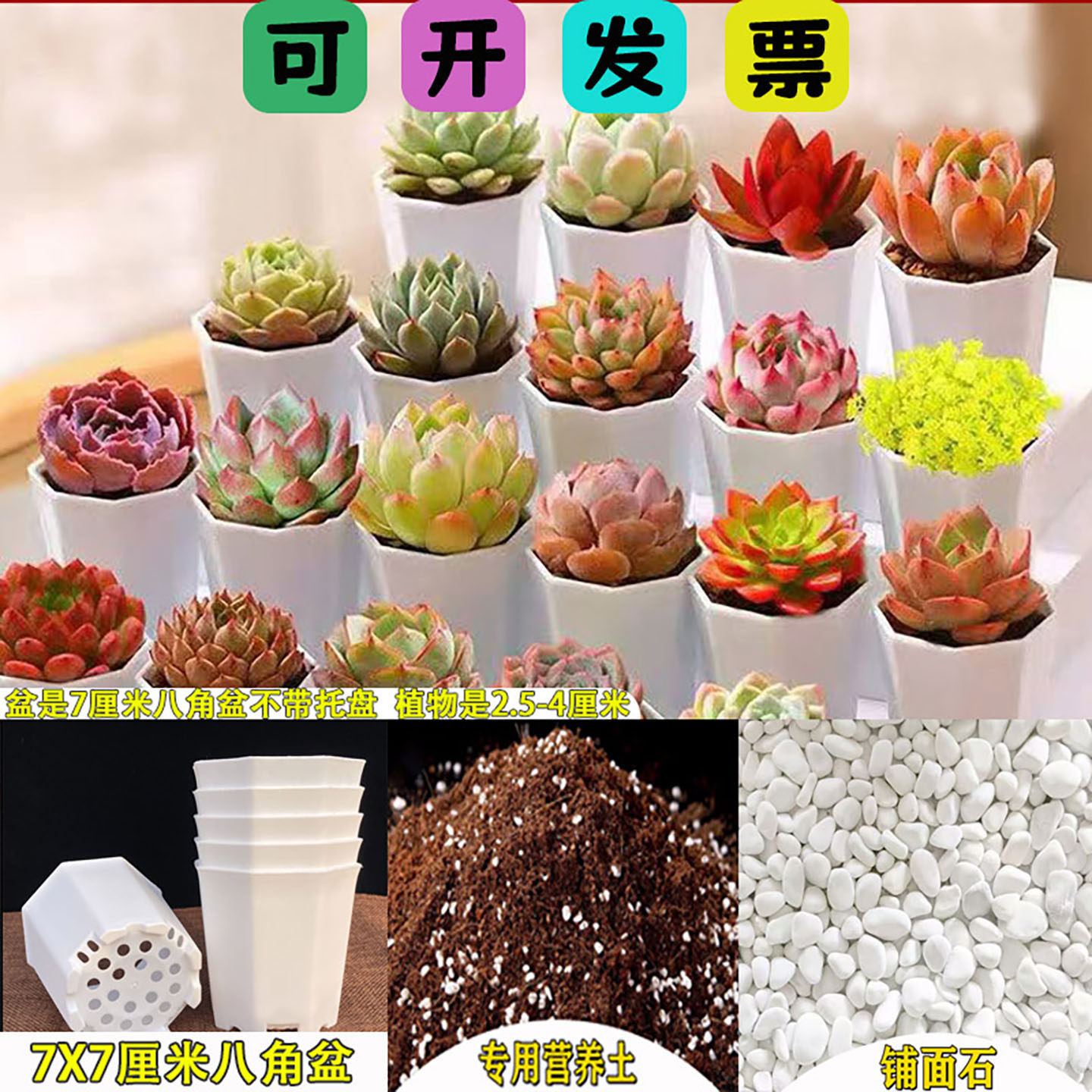 多肉植物带盆带土组合盆栽新手直接种套餐花卉绿植室内阳台办公室