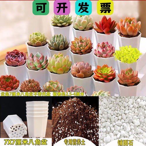 多肉植物带盆带土组合盆栽新手直接种套餐花卉绿植室内阳台办公室