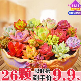 室内 稀有大颗四季 依嘉多肉植物新手套餐网红精品肉肉含盆带土 包邮