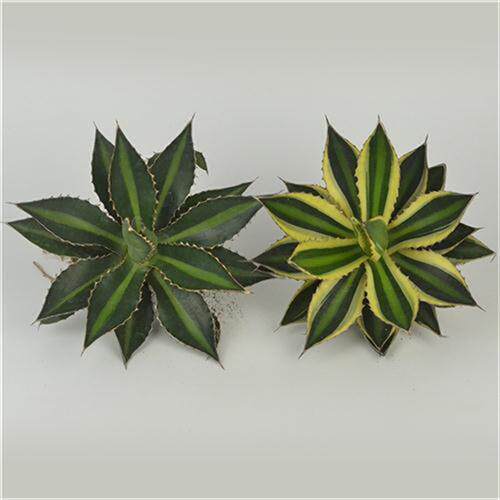 新式蓝龙龙兰植物大型沙兰植物造景多肉舌舌漠盆s栽五色万代原始