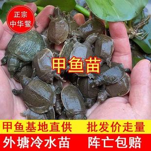 外塘养殖小甲鱼水鱼中华鳖苗活体水鱼团鱼池塘水库龙鱼包活包邮
