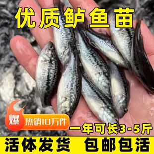 加州鲈鱼苗淡水养殖鲈鱼苗大口黑鲈路亚食用桂鱼苗大规格包活包邮