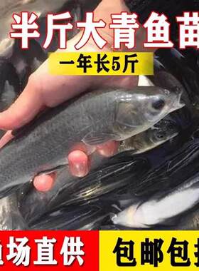 螺蛳青鱼苗特大型食用正宗黑皖半斤青混灰草活体大螺蛳青鱼苗包活
