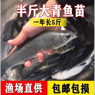 螺蛳青鱼苗特大型食用正宗黑皖半斤青混灰草活体大螺蛳青鱼苗包活