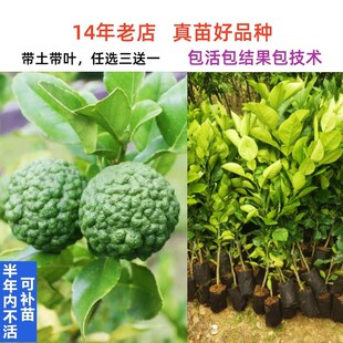 马蜂橙泰国丑柠檬皱皮柠檬树苗嫁接苗卡菲尔莱姆青柠南方北方庭院