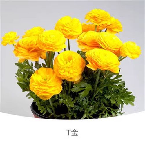 重瓣花毛茛种球芹叶牡丹观花植物洋牡丹盆栽易活花苗室内四季花卉