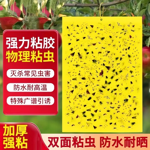 黄板双面粘虫板果蝇诱捕器