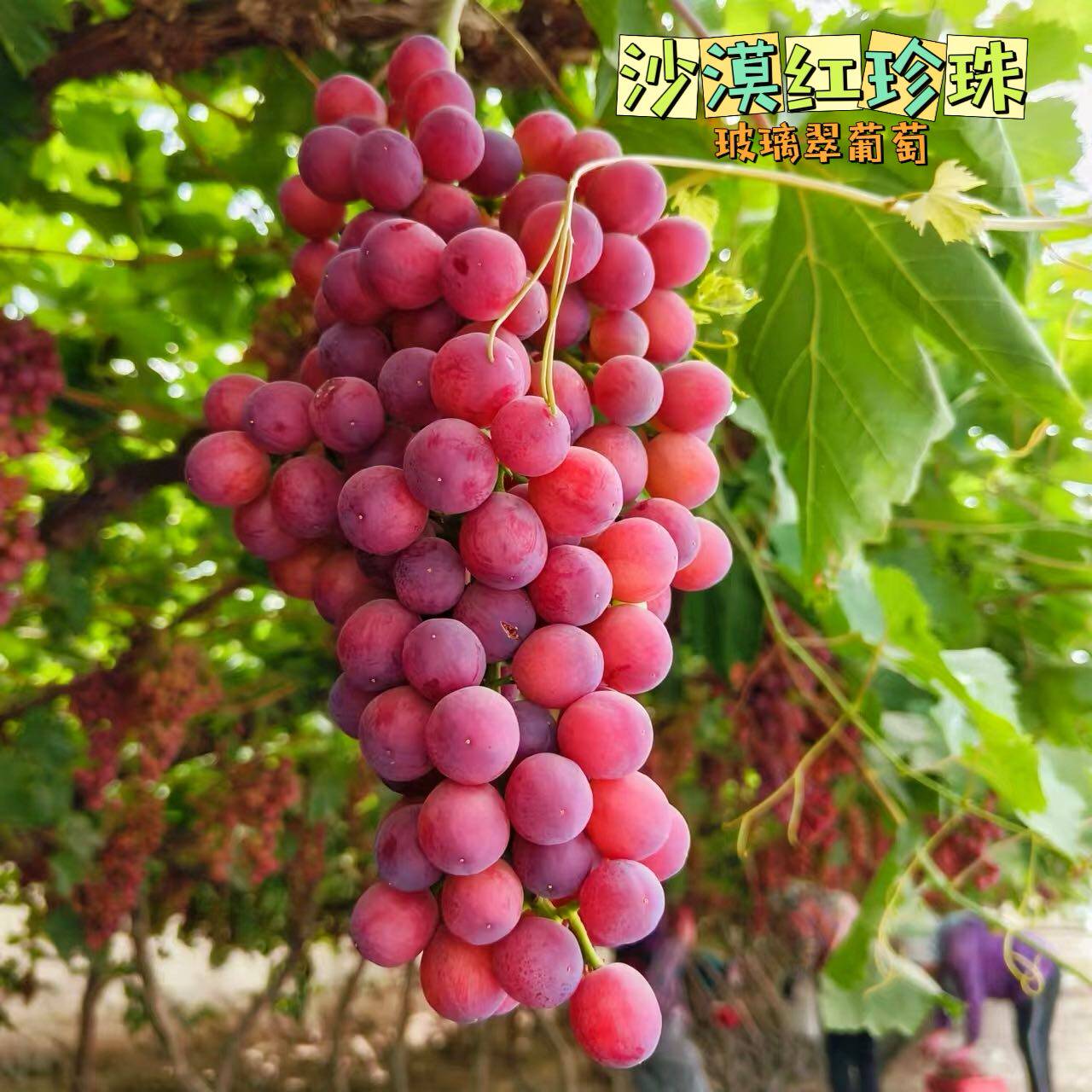 新疆葡萄包邮无核玻璃脆