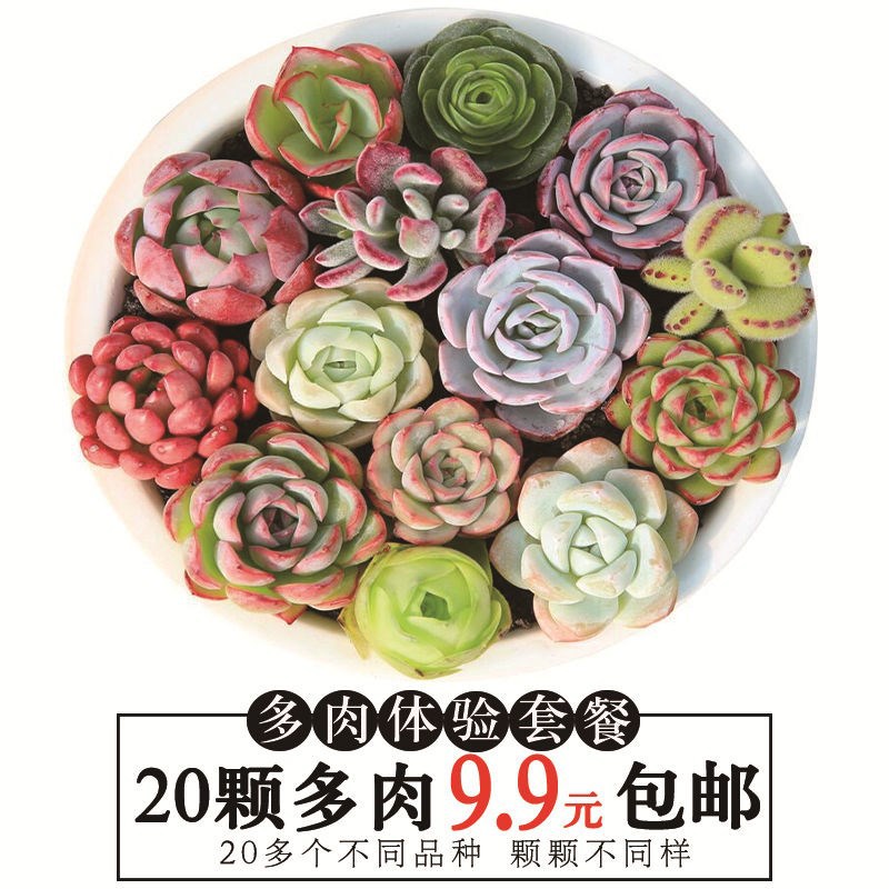 多肉植物花卉盆组合栽室