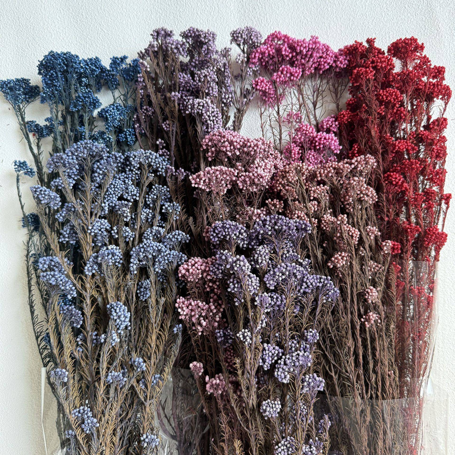 花者云南圃贝保鲜花 花材永生花diy米花干花小花束