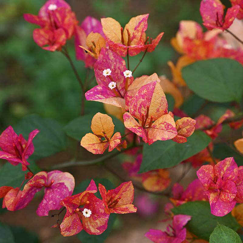 三角梅 阿达娜 扦插小苗 黄橙红复色花色随机出现会全红全橙全黄