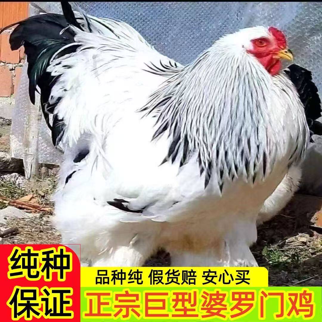 半斤婆罗门鸡活苗正宗巨型脱温特大种梵天鸡活苗进口观赏鸡宠物鸡