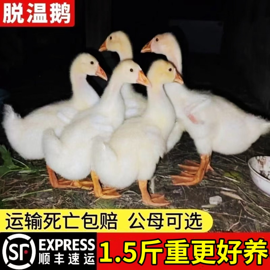 1.5斤重产蛋王鹅苗高产蛋农家散养大白鹅四季鹅活苗1.5斤百子鹅苗