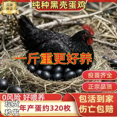 黑壳蛋鸡一斤鸡活苗黑毛鸡土鸡苗小鸡活苗黑珍珠鸡纯种鸡苗小鸡