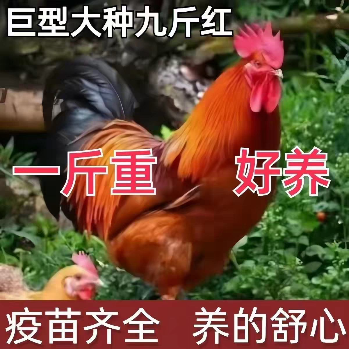 包活巨型公鸡苗鸡活苗小鸡苗九斤红鸡活苗红玉380鸡苗红公鸡阉鸡