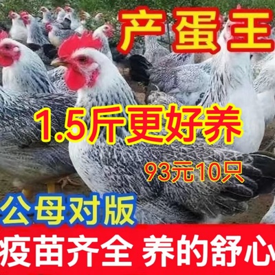 鸡活苗纯种白芦花鸡活苗彩凤鸡稻花鸡苗鹊山鸡活苗半大脱温鸡包活