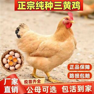 2斤纯种三黄鸡活苗包活到家散养活鸡苗优质土鸡高产蛋鸡小笨鸡