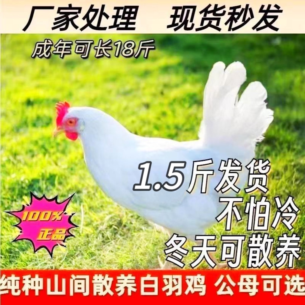1.5斤纯种白羽肉鸡活苗双A大型鸡苗脱温巨型鸡白公鸡苗活白毛鸡苗