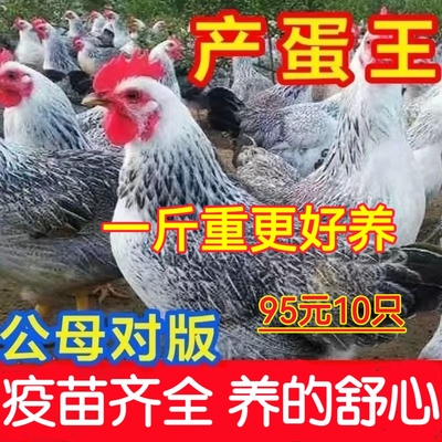 鸡活苗纯种白芦花鸡活苗彩凤鸡稻花鸡苗鹊山鸡活苗半大脱温鸡包活