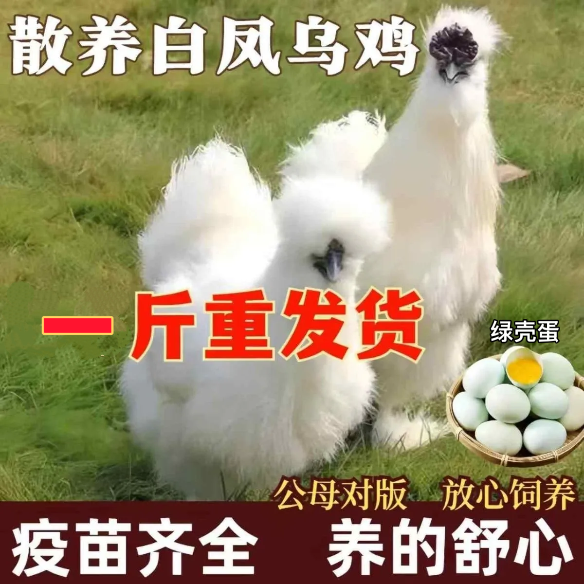 一斤重白凤乌鸡纯种泰和活鸡散养竹丝鸡白羽鸡活苗乌骨鸡药膳鸡